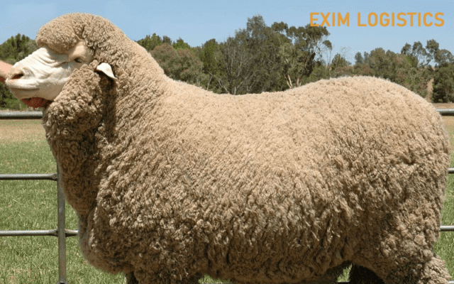 thu tuc nhap khau long cuu thu tuc xuat nhap khau thu tuc hai quan thu tuc nhap khau dong vat thu tuc nhap khau thuc vat