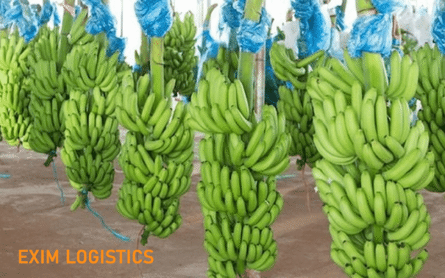 thu tuc xuất khẩu Lá Dong Lá Chuối thu tuc xuat khau chuôi xanh thu tuc hai quan thu tuc xuat nhap khau thu tuc xuat khau trai cay tuoi thu tuc hai quan xuat nhap khau