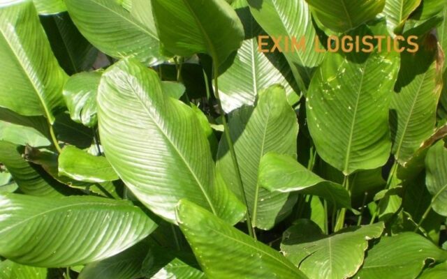 thu tuc xuất khẩu Lá Dong Lá Chuối thu tuc xuat khau chuôi xanh thu tuc hai quan thu tuc xuat nhap khau thu tuc xuat khau trai cay tuoi thu tuc hai quan xuat nhap khau