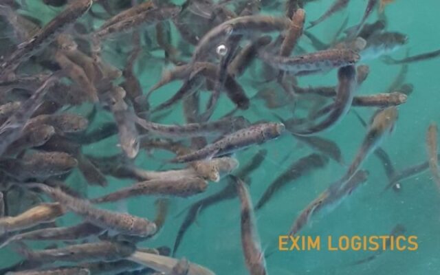 thu tuc hai quan nhap khau ca giong ve viet nam thu tuc nhap khau ca giong thu tuc nhap khau ca hoi giong thu tuc nhap khau ca tam giong thu tuc nhap khau ca hoi ca tam ve viet nam thu tuc hai quan thu tuc xuat nhap khau dich vu logistics