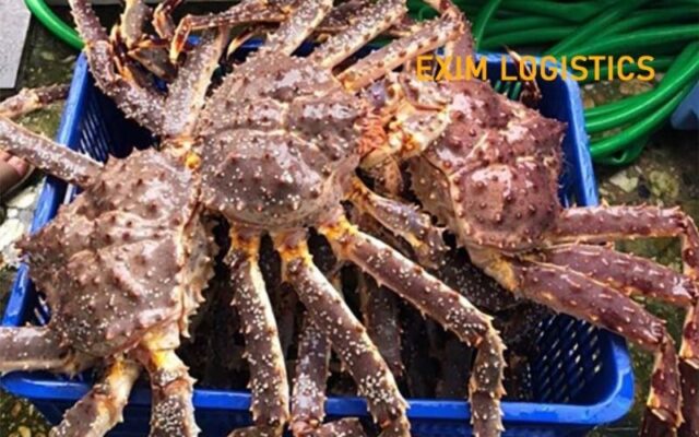 thu tuc nhap khau cua hoang de ve viet nam nhap khau thuy hai han nhap khau hai san thu tuc xuat nhap khau thu tuc hai quan thu tuc logistics nhap khau tom hum nhap khau bao ngu nhap khau thuy hai san