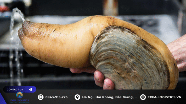 thu-tuc-nhap-khau-oc-voi-voi