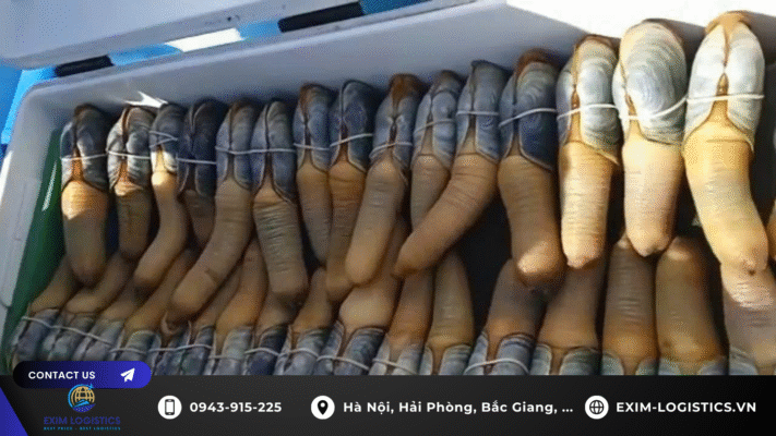 thu-tuc-nhap-khau-oc-voi-voi-song