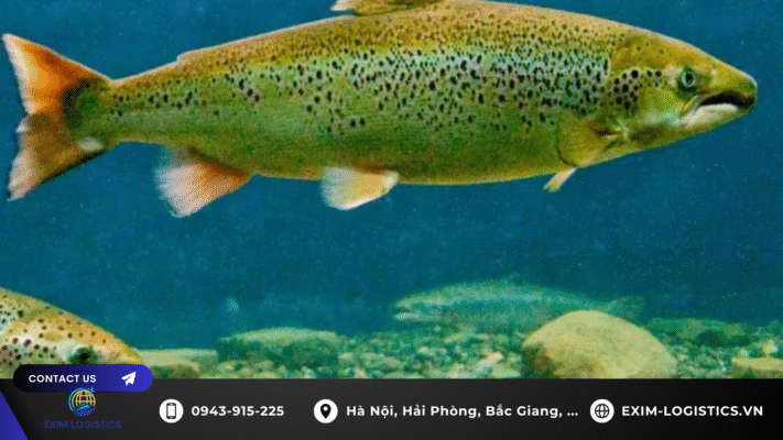 thu_tuc_nhap_khau_ca_hoi