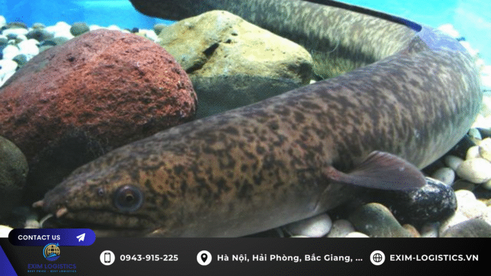 thu_tuc_nhap_khau_ca_chinh_bong_song