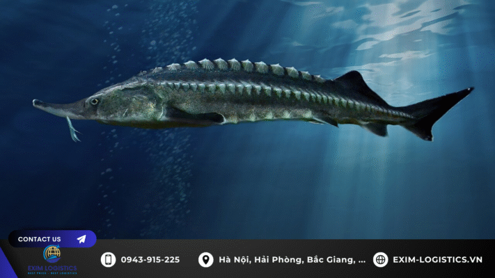 thu_tuc_nhap_khau_ca_tam_thuong_pham