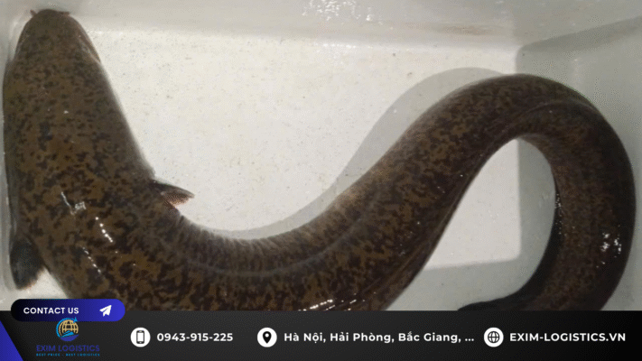 thu_tuc_nhap_khau_ca_chinh_bong_song